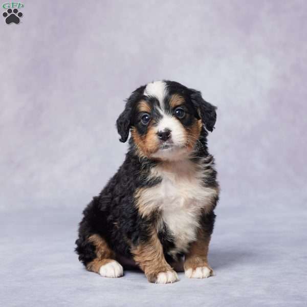 Alexa, Mini Bernedoodle Puppy